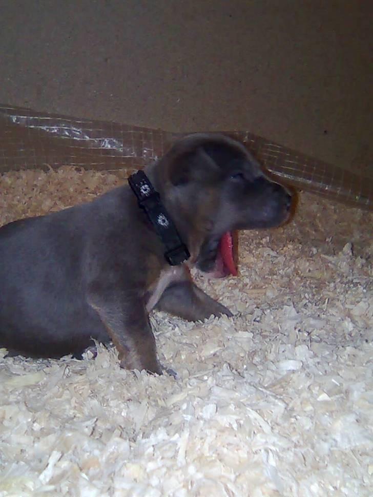 Amerikansk staffordshire terrier Capone( R.I.P) billede 3