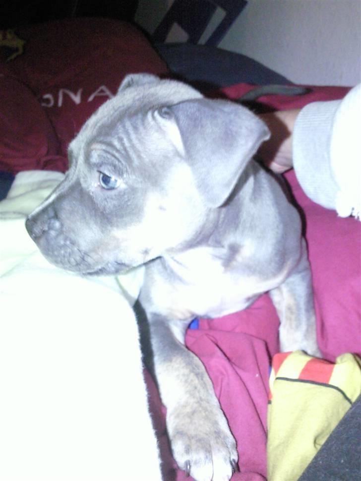 Amerikansk staffordshire terrier Capone( R.I.P) billede 4