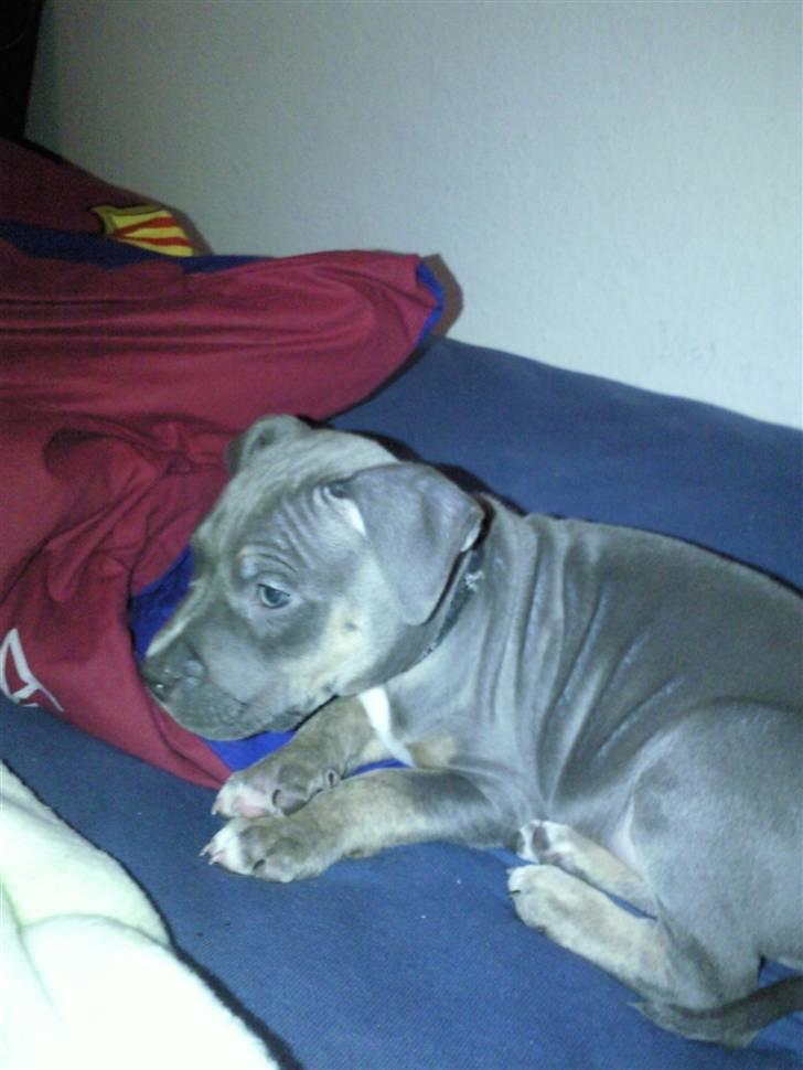 Amerikansk staffordshire terrier Capone( R.I.P) billede 5