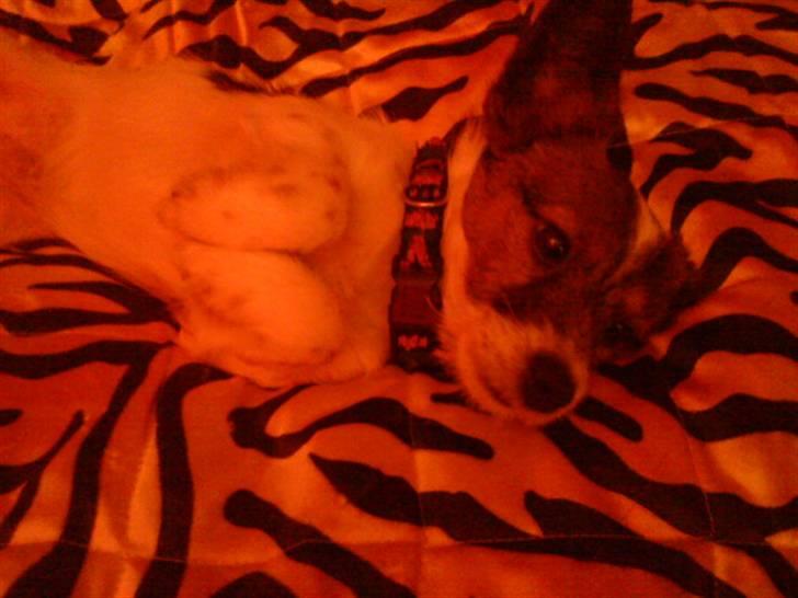 Jack russell terrier Rollo  billede 8