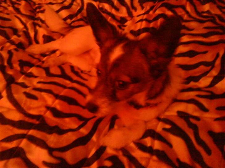 Jack russell terrier Rollo  billede 9