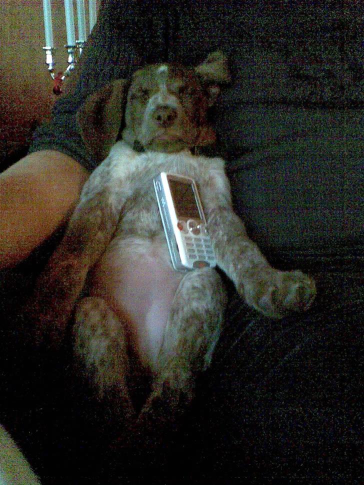 Blanding af racer Dixie billede 14