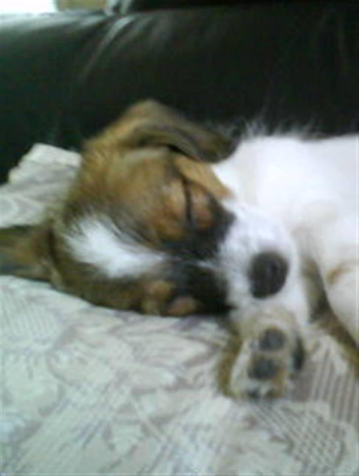 Jack russell terrier Rollo  billede 10