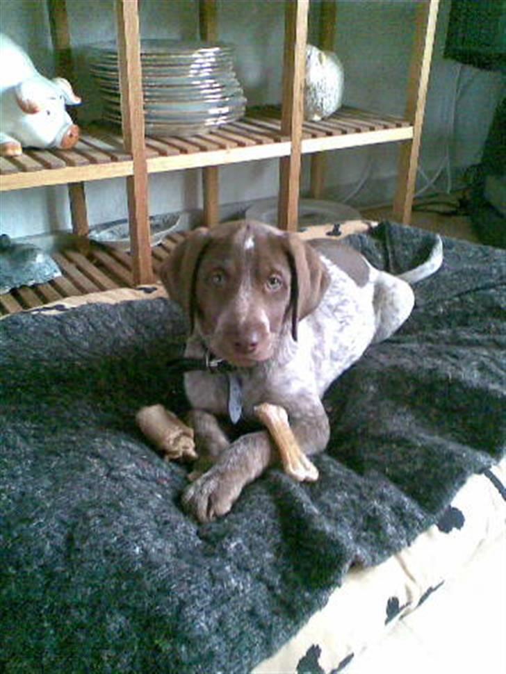 Blanding af racer Dixie billede 15