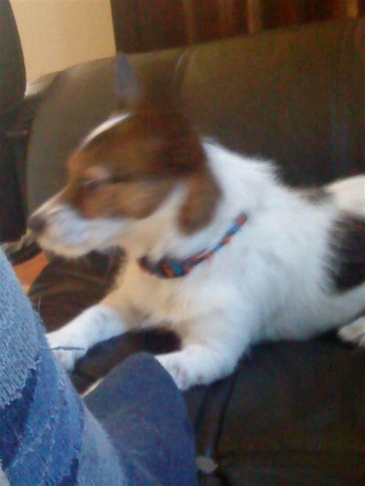 Jack russell terrier Rollo  billede 11