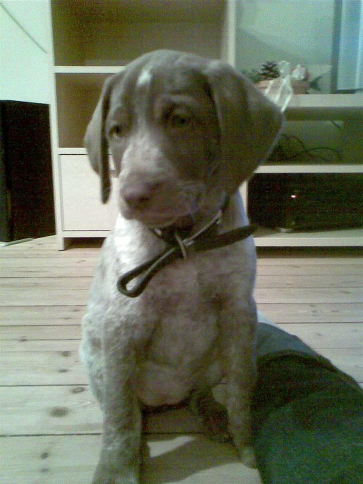 Blanding af racer Dixie billede 16