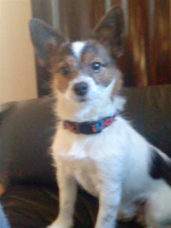 Jack russell terrier Rollo  billede 12