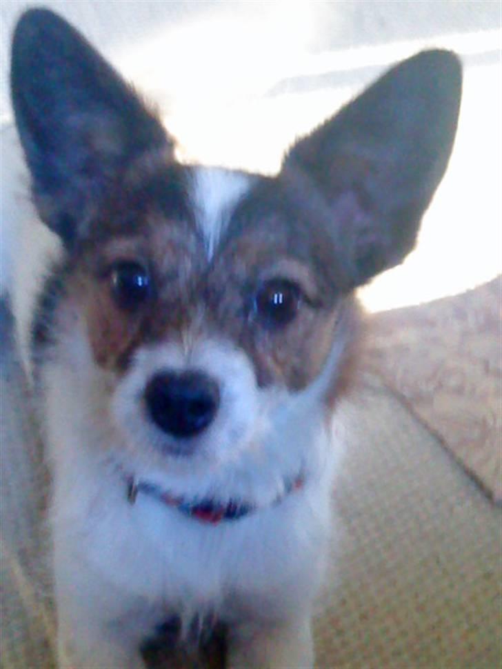 Jack russell terrier Rollo  billede 13