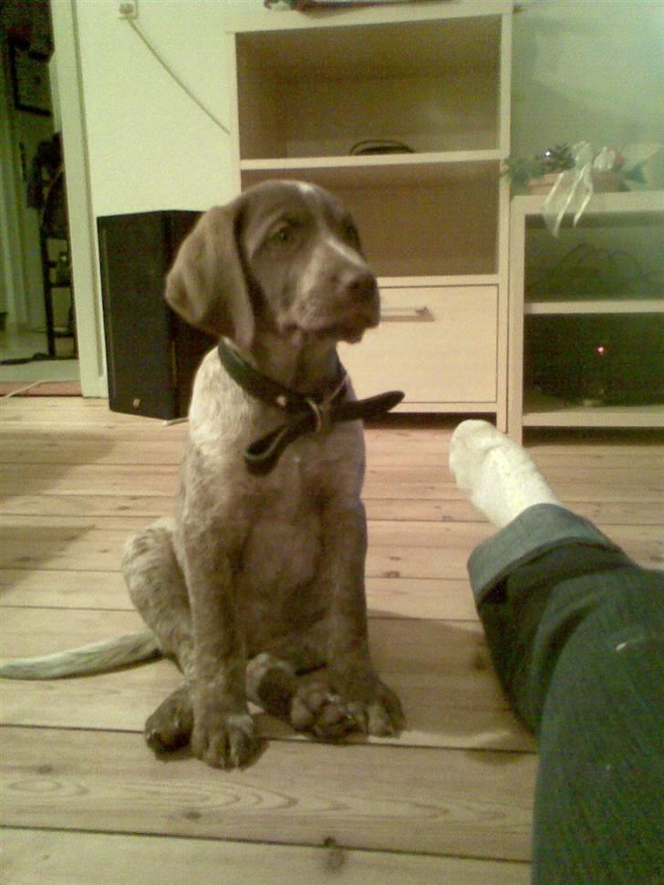 Blanding af racer Dixie billede 17