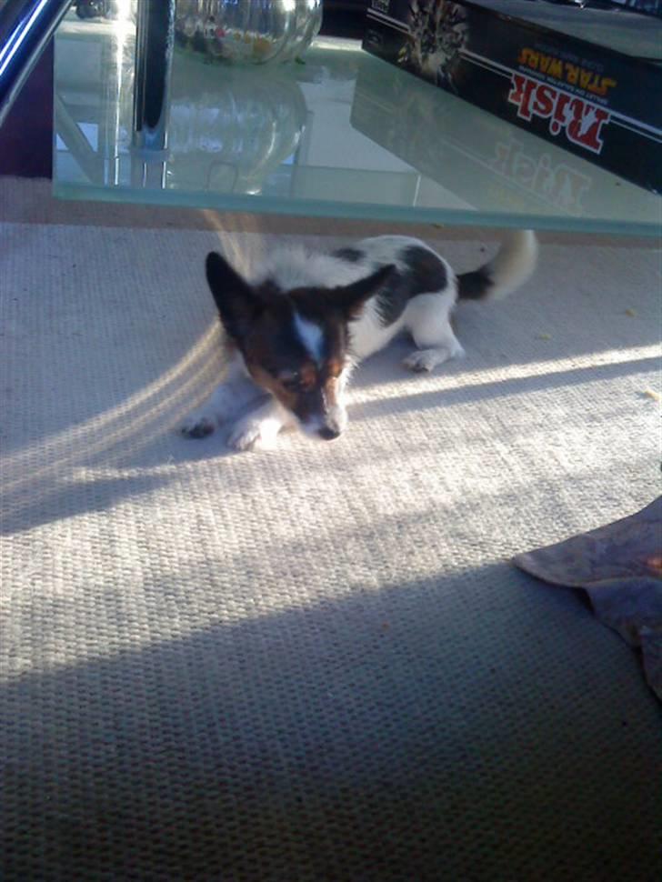 Jack russell terrier Rollo  billede 14