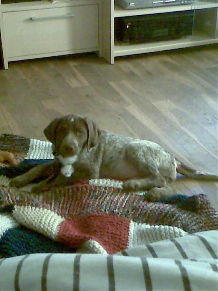 Blanding af racer Dixie billede 18