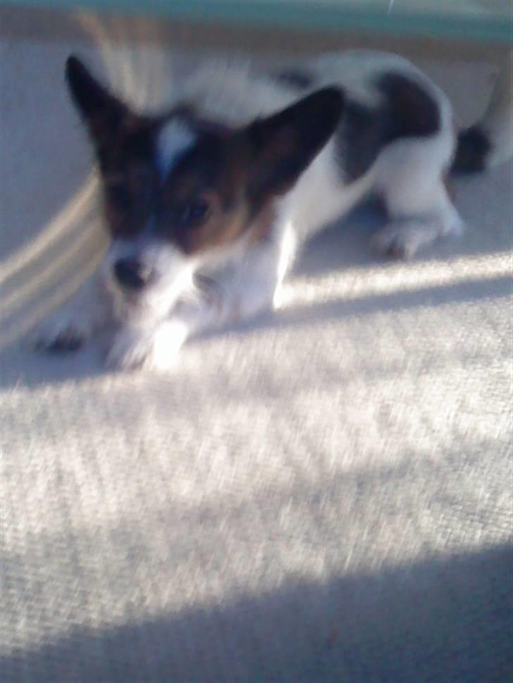 Jack russell terrier Rollo  billede 15