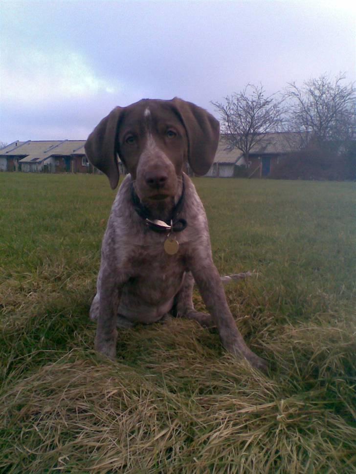 Blanding af racer Dixie billede 19