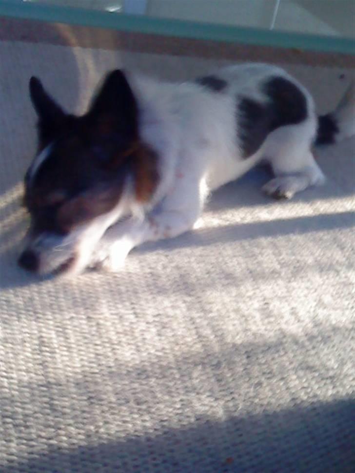 Jack russell terrier Rollo  billede 17