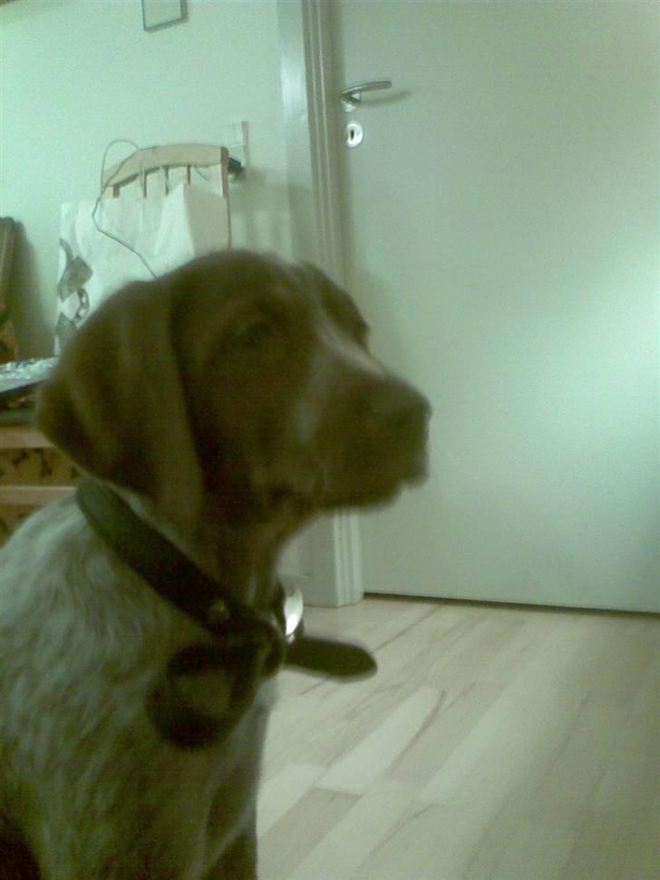 Blanding af racer Dixie billede 20