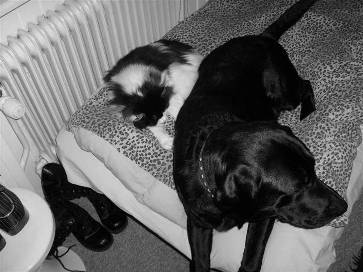 Labrador retriever Benji - her er benji,sammen med vores kat. (kig katteG - helena m .  billede 17