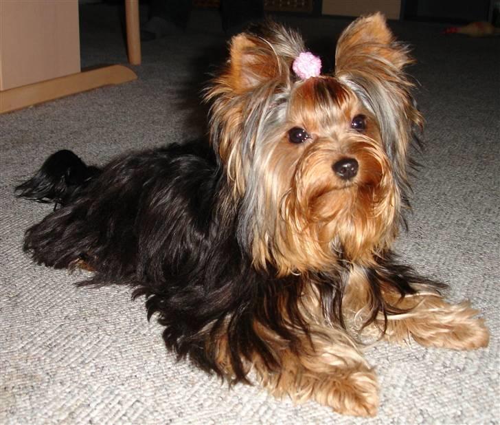 Yorkshire terrier Baltazar's Fie billede 1