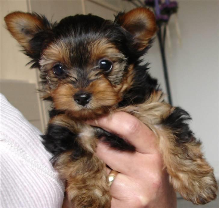 Yorkshire terrier Baltazar's Fie - 8 uger billede 2