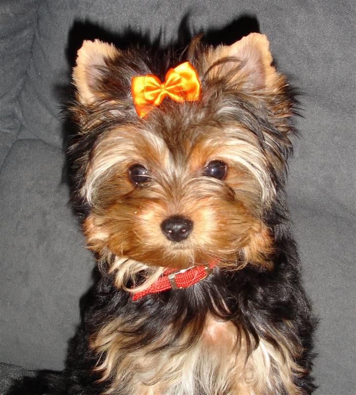 Yorkshire terrier Baltazar's Fie - 4 måneder billede 3