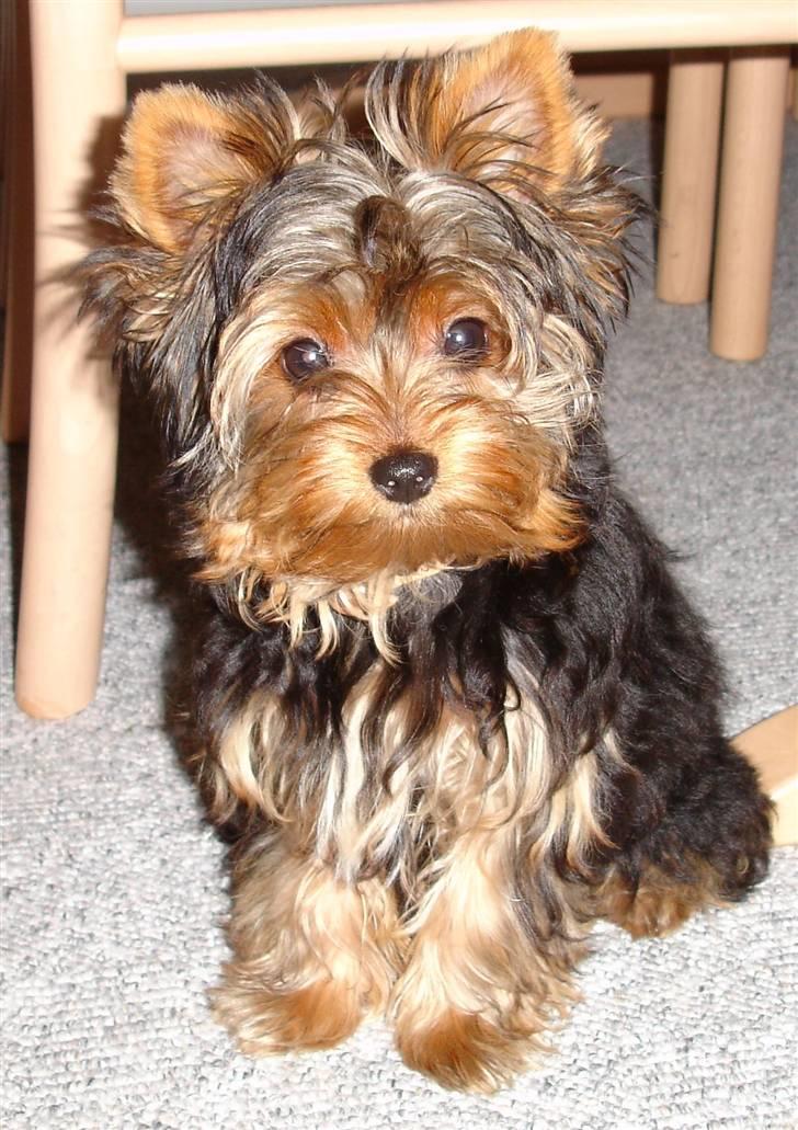 Yorkshire terrier Baltazar's Fie - 5 måneder billede 4