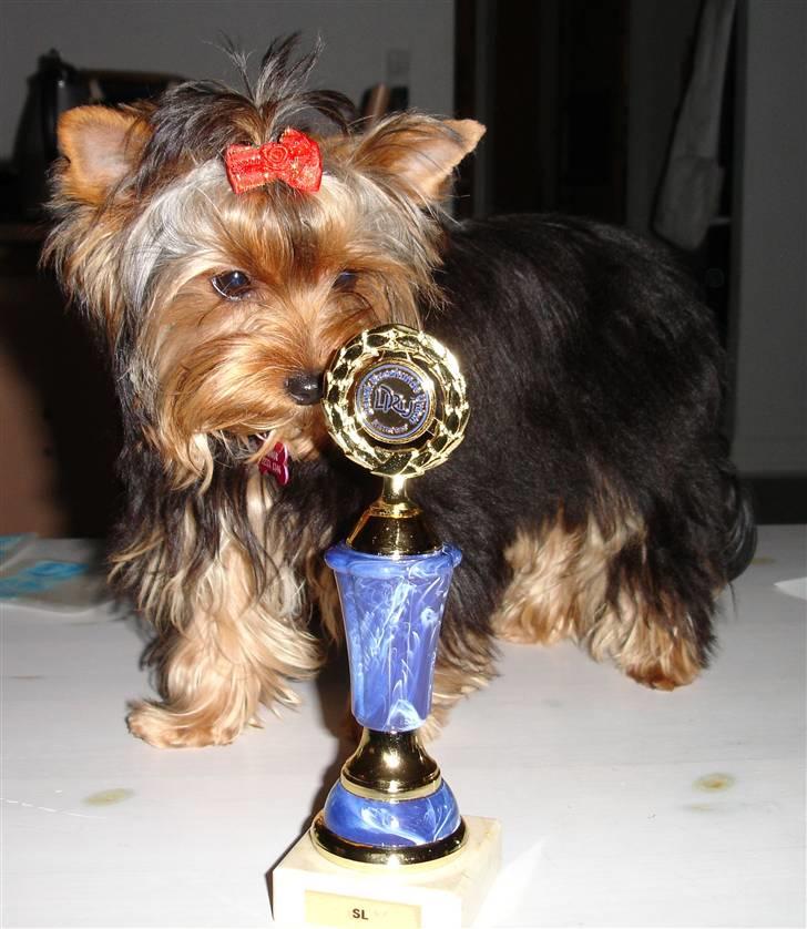 Yorkshire terrier Baltazar's Fie - 7 måneder og pokal nr. 2 billede 5