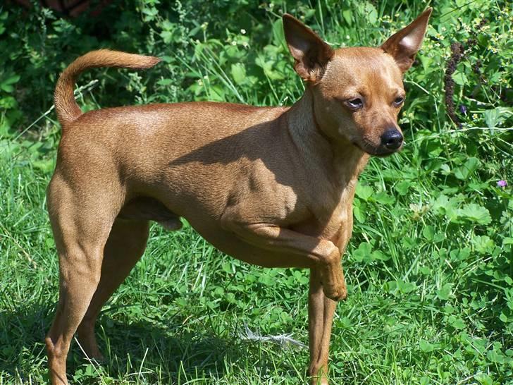 Dvaergpinscher lucky  - Lucky efter et år her i hjemmet og efter en hård kur.... billede 1