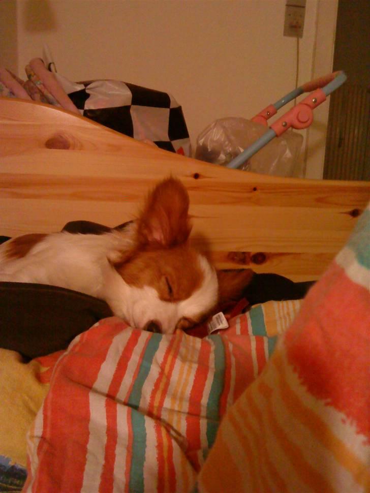 Papillon Chewey (himmelhund) billede 8