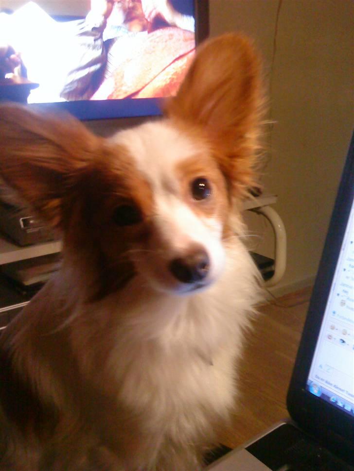 Papillon Chewey (himmelhund) billede 9