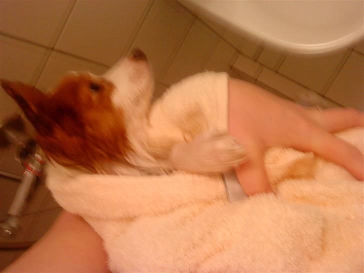 Papillon Chewey (himmelhund) - Chewey i bad :) billede 10