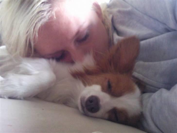 Papillon Chewey (himmelhund) billede 11