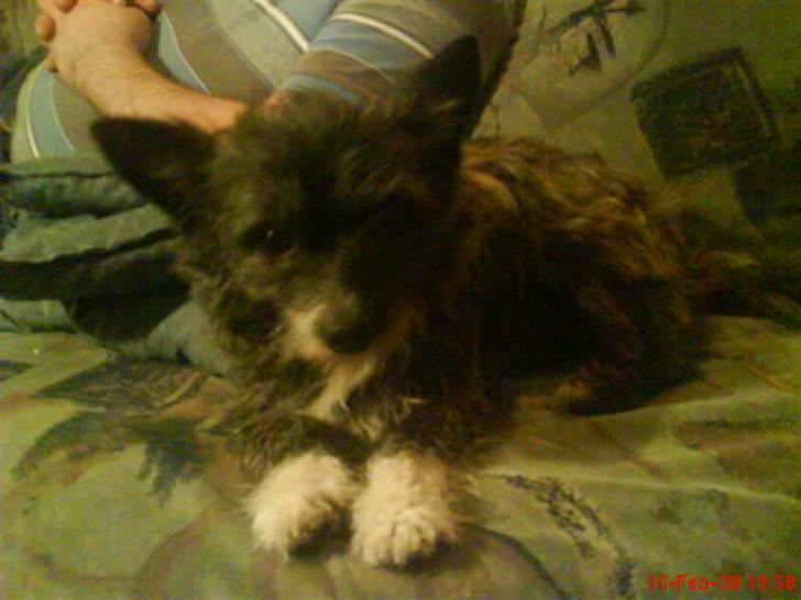 Blanding af racer Gizmo  billede 1