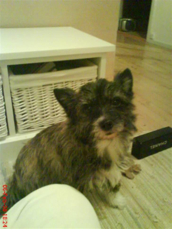 Blanding af racer Gizmo  billede 2