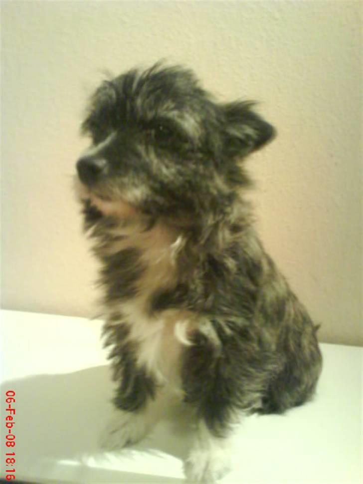 Blanding af racer Gizmo  billede 4