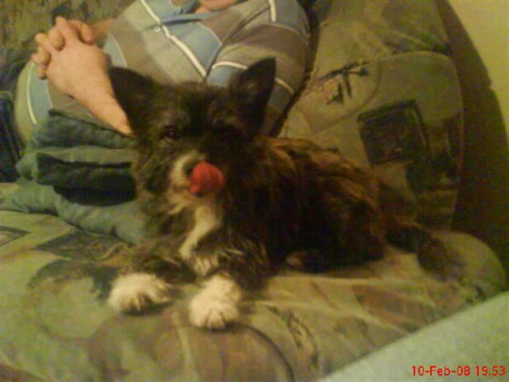 Blanding af racer Gizmo  billede 5