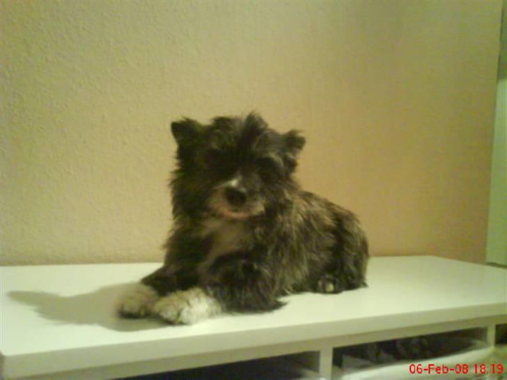 Blanding af racer Gizmo  billede 6