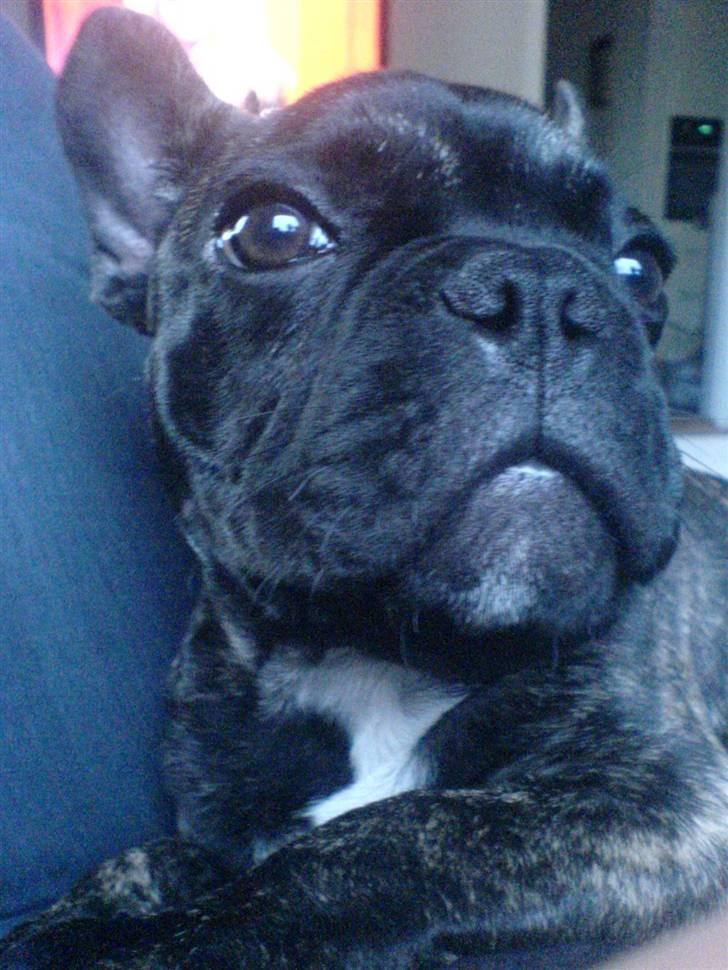 Fransk bulldog Ludwig *død* RIP billede 1