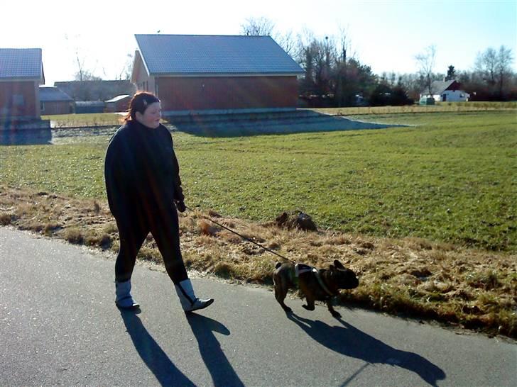 Fransk bulldog Ludwig *død* RIP billede 2