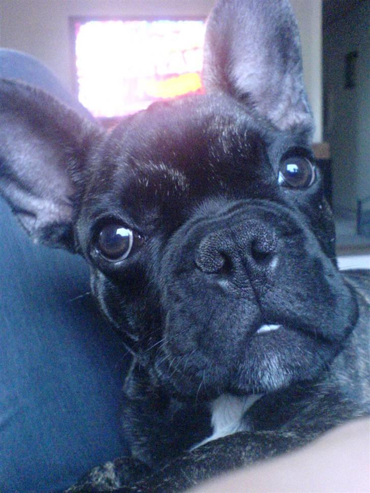 Fransk bulldog Ludwig *død* RIP billede 3