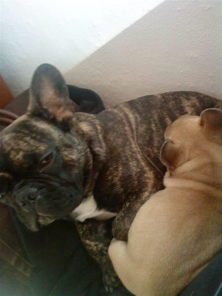 Fransk bulldog Ludwig *død* RIP billede 4