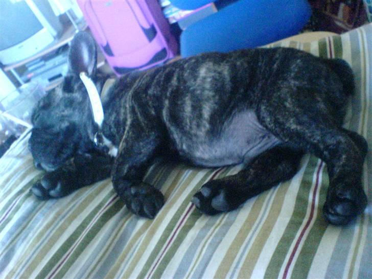 Fransk bulldog Ludwig *død* RIP billede 5