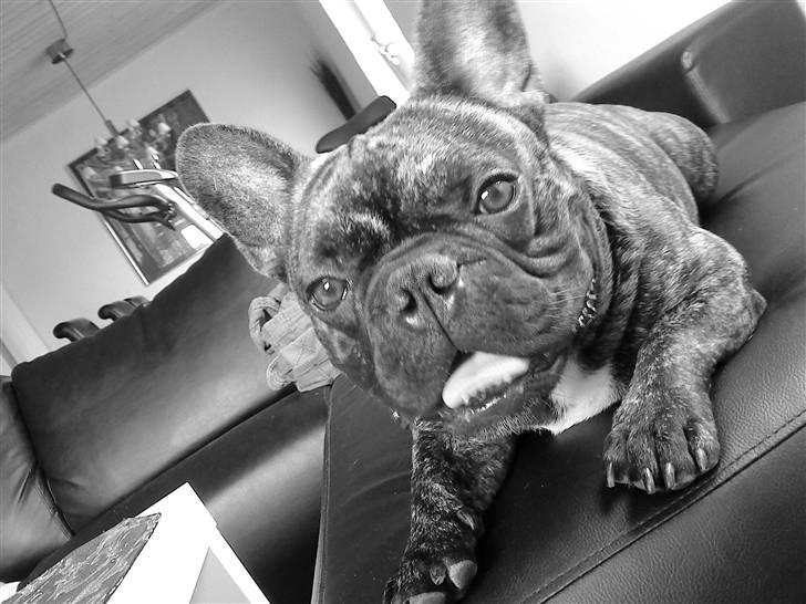 Fransk bulldog Ludwig *død* RIP billede 6