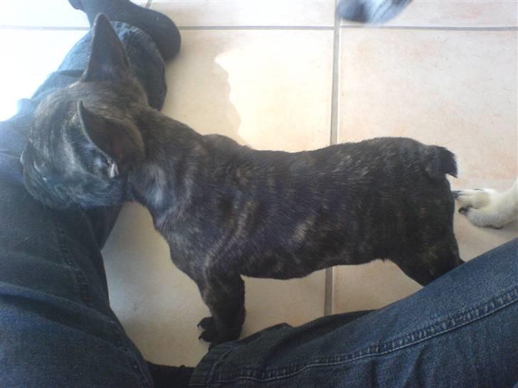 Fransk bulldog Ludwig *død* RIP billede 7