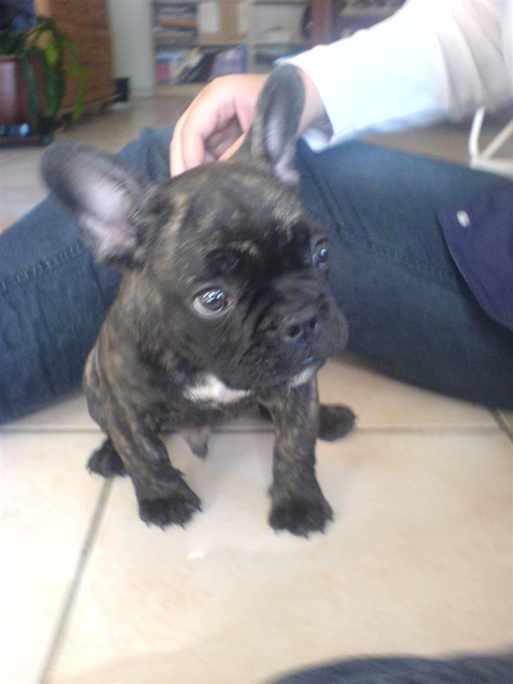 Fransk bulldog Ludwig *død* RIP billede 8