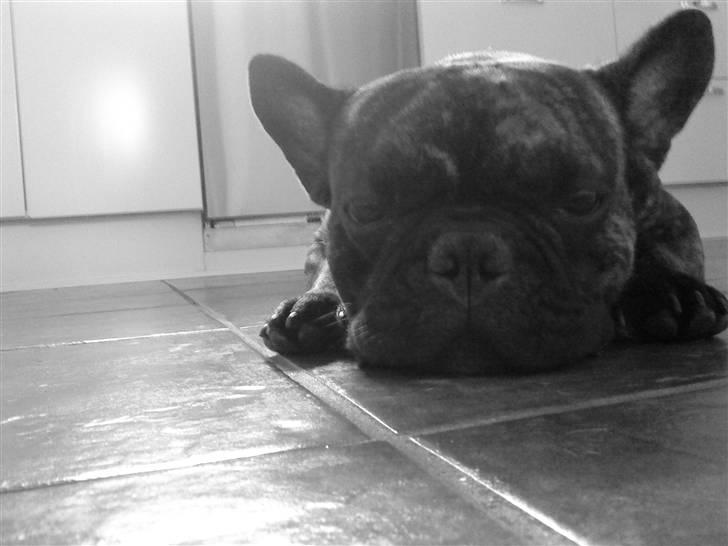 Fransk bulldog Ludwig *død* RIP billede 9