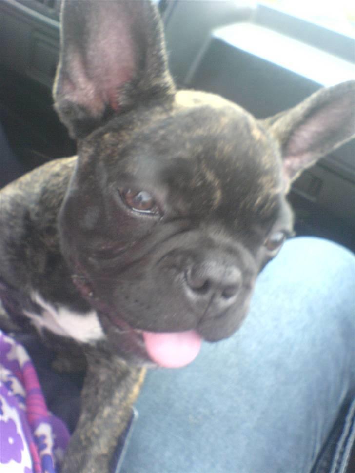 Fransk bulldog Ludwig *død* RIP billede 10