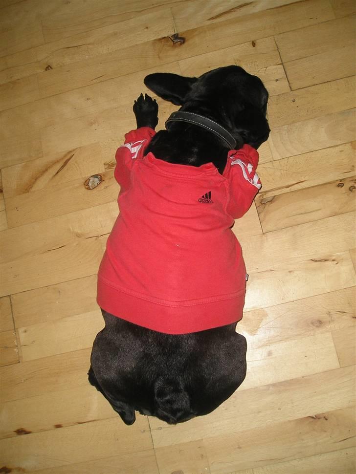 Fransk bulldog Chilli  billede 5