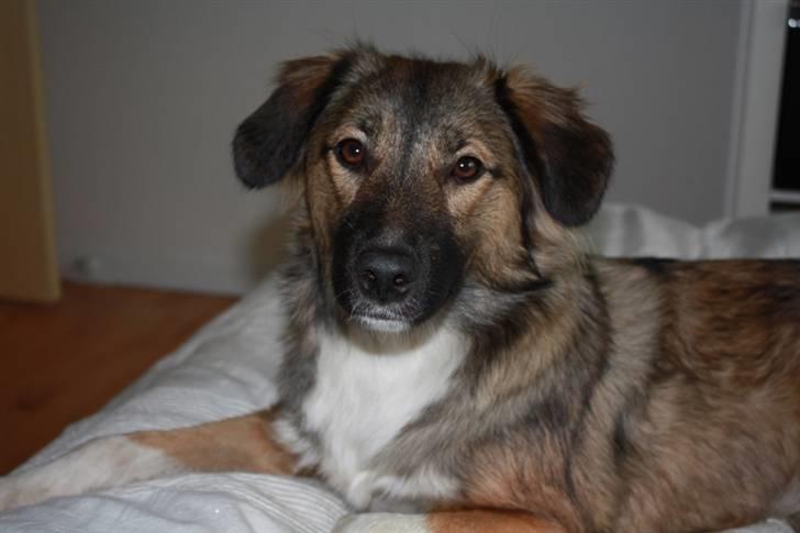 Blanding af racer Coda - Billederne er sat ind så de følger tiden. Så kan man se hendes udvikling billede 1