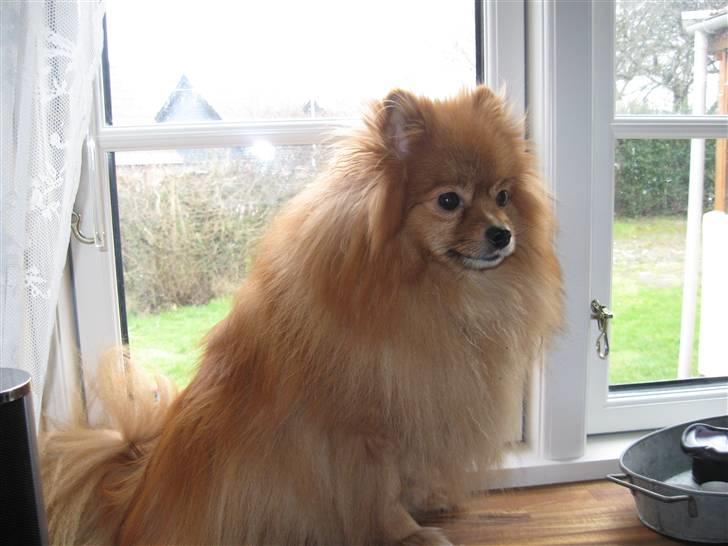 Pomeranian pihlsmindes bølle billede 13