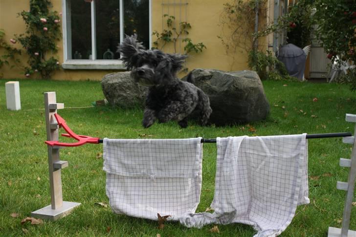 Bichon havanais Pretty Bears' Femme Soffi - By: T.E.Ø billede 16