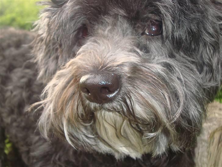 Bichon havanais Pretty Bears' Femme Soffi - By: T.E.Ø billede 17